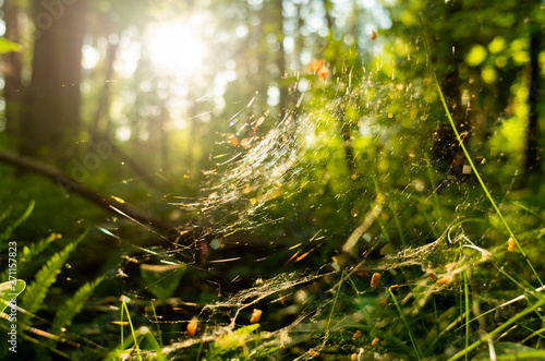 Bright sunlight through thin cobweb