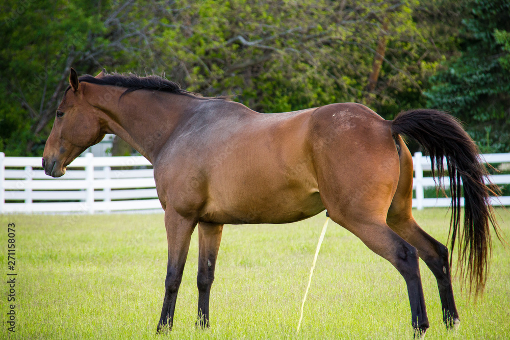 horse in the field peeing horse in the field peeing