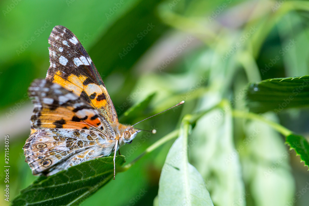 Painted Lady butterfly (Vanessa cardui) feeds on a nectar of flowers of Linden tree Painted Lady butterfly (Vanessa cardui) feeds on a nectar of flowers of Linden tree
