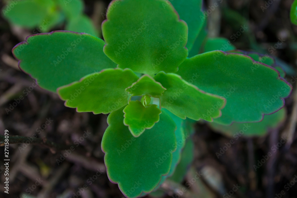 planta saludable planta saludable