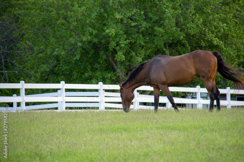 horse on pasture
