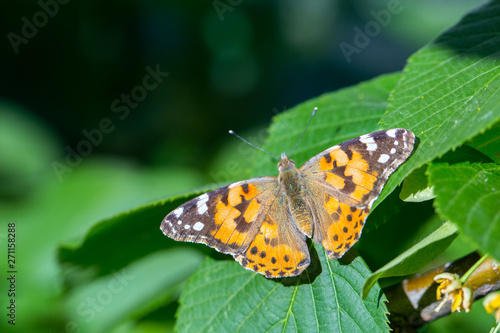 Painted Lady butterfly (Vanessa cardui) feeds on a nectar of flowers of Linden tree © Sodel Vladyslav