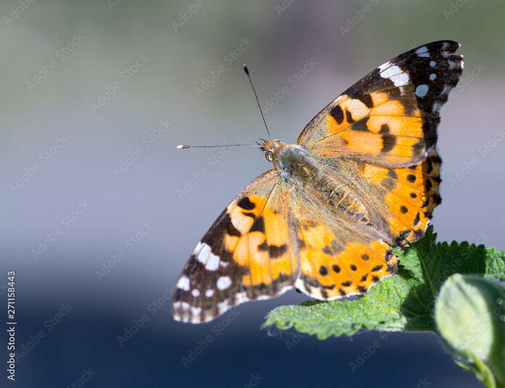 Obraz premium Painted Lady butterfly (Vanessa cardui) feeds on a nectar of flowers of Linden tree