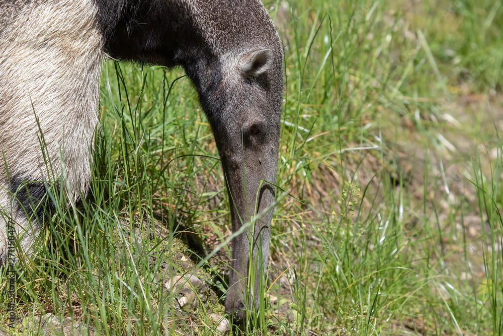 Obraz premium Ameisenbär