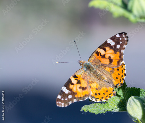 Painted Lady butterfly (Vanessa cardui) feeds on a nectar of flowers of Linden tree