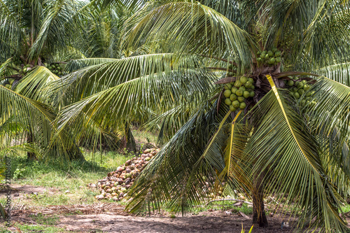 Coconut plantation in the north coast of Bahia  in the northeastern region of Brazil