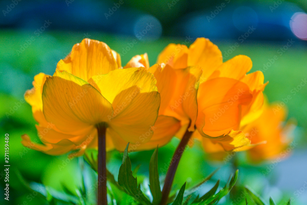 Blooming orange meadow flower in the garden