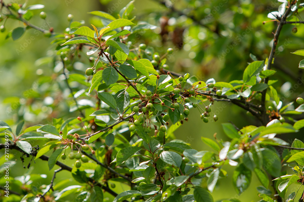 Cherry tree in the beginning of summer with unripe berries on the tree. Green cherry berries and green leaves.