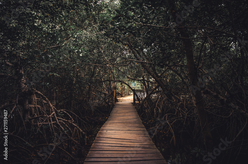 jungle bridge