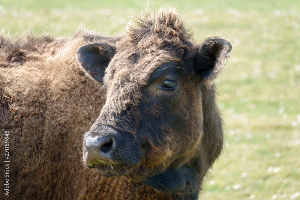 Kalb Kalb