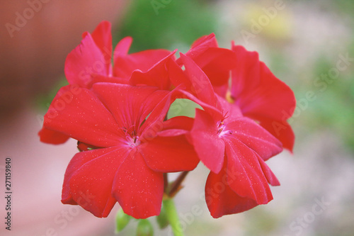 Beautiful red geranium flowers. Close-up. Background. Landscape. © far700
