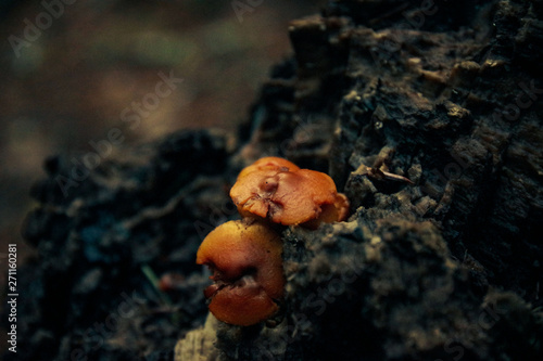 Fungi in the Forest