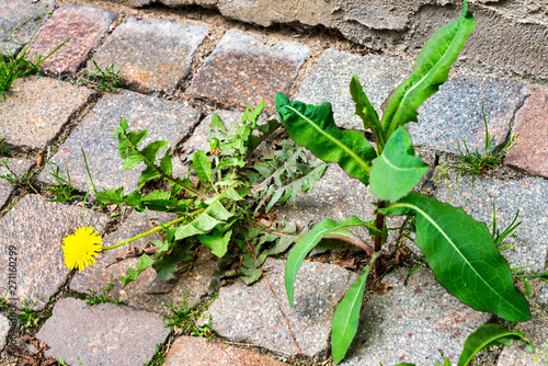 Weed control in the city. Dandelion and thistle on the sidewalk between the paving bricks photo