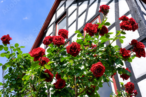 Beautiful red climbing rose at a half-timbered house facade