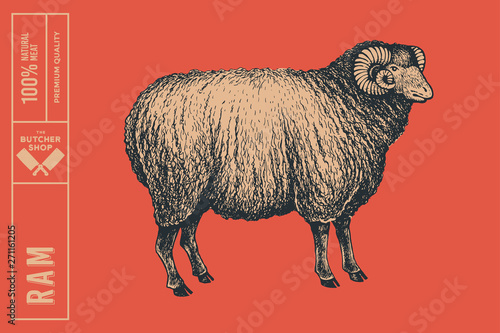 Graphic hand-drawn ram on a red background. Retro engraving with farm animal for menu restaurants, for packaging in markets and shops. Vector vintage illustrations.
