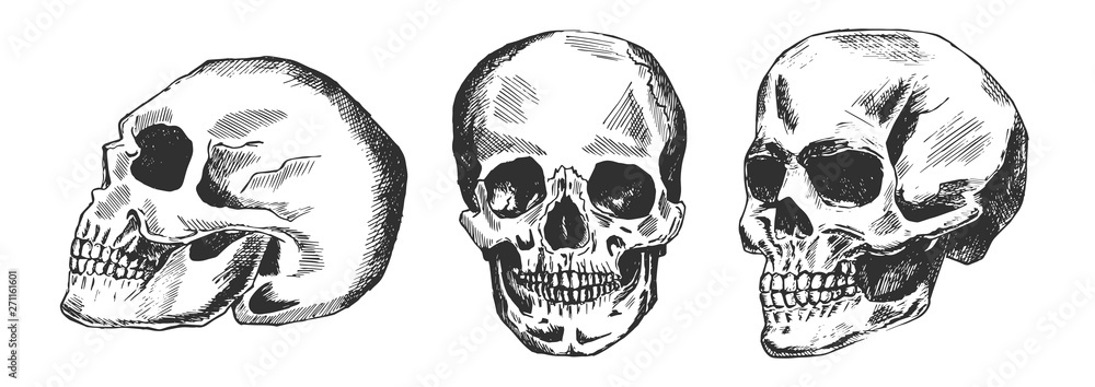 Human skull in different position Human skull in different position