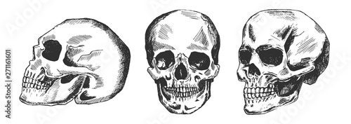 Human skull in different position