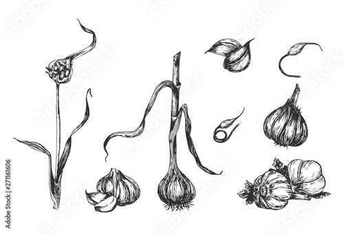 Stages of garlic plant sprouting
