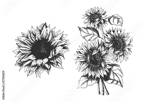 Isolated hand drawn sunflowers set
