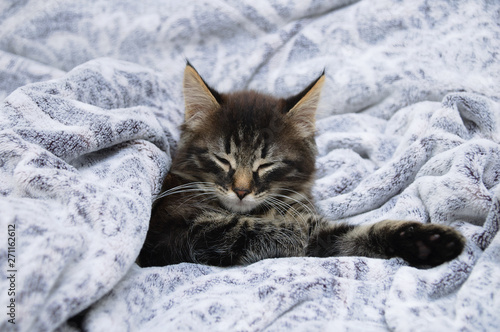 The little kitten is sleeping on a gray plaid. Close-up.