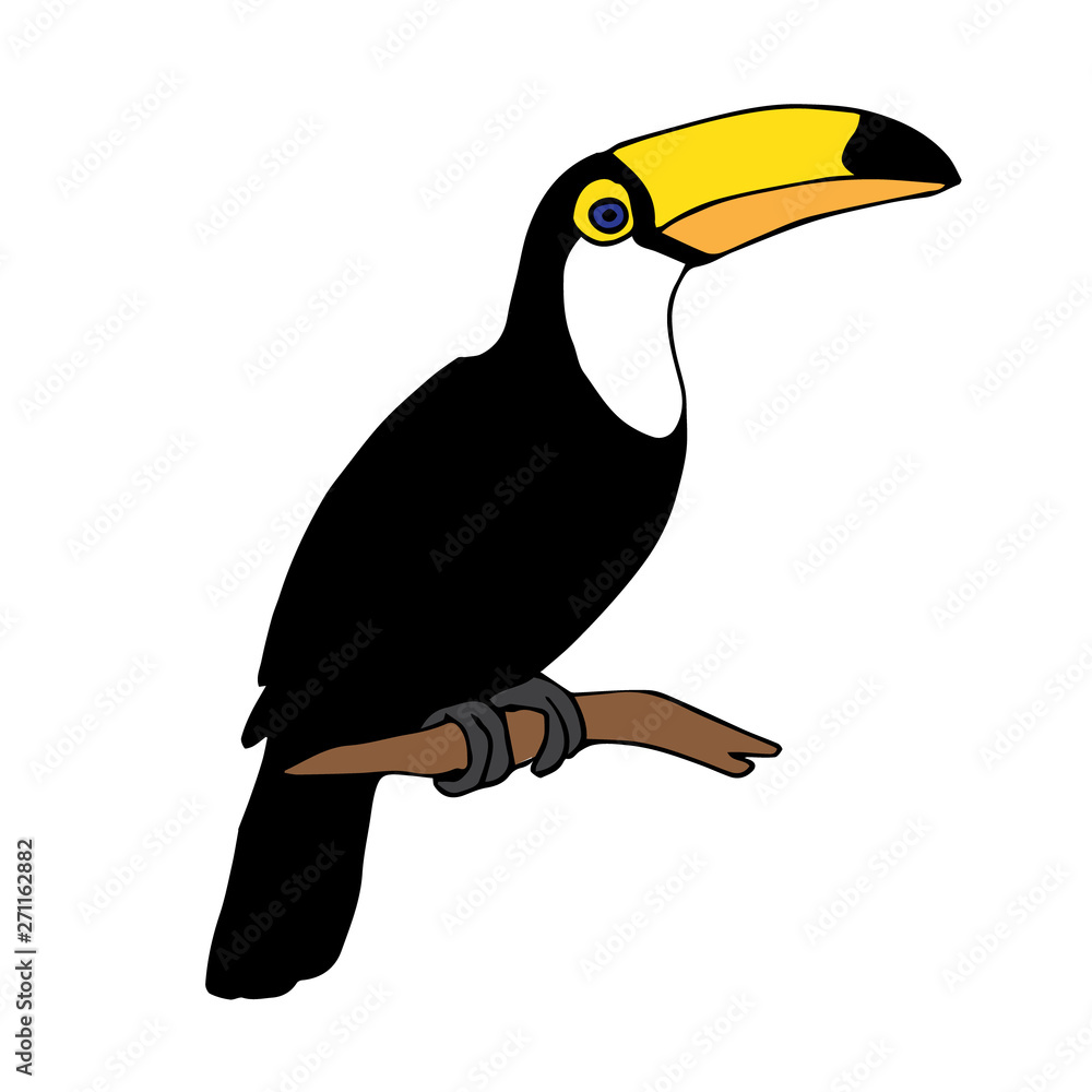 Fototapeta premium Vector hand drawn doodle sketch tropical toucan bird isolated on white background 