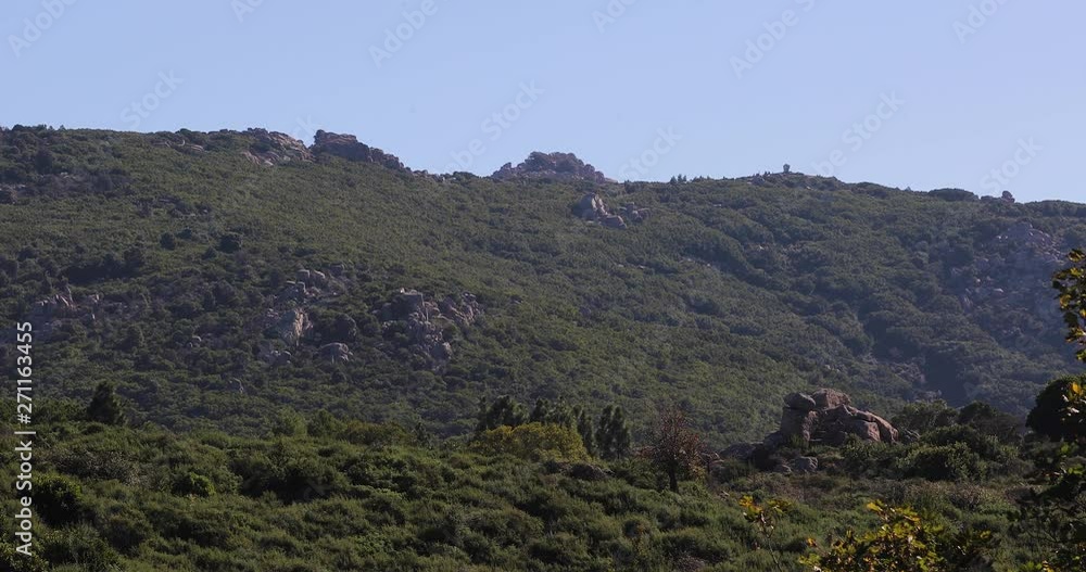 Seven brothers national park. Idyllic greenery across rugged Sardinia hillside & mountain peaks. Foliage blowing in gentle breeze under blue sky. Sette Fratelli mountains Seven brothers national park. Idyllic greenery across rugged Sardinia hillside & mountain peaks. Foliage blowing in gentle breeze under blue sky. Sette Fratelli mountains