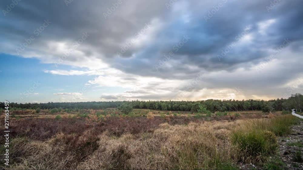 Timelapse Dunes, Grass and Heathland (Heather, Calluna vulgaris) in a national park in Hoge Veluwe the Netherlands, Europe during summertime. Timelapse Dunes, Grass and Heathland (Heather, Calluna vulgaris) in a national park in Hoge Veluwe the Netherlands, Europe during summertime.