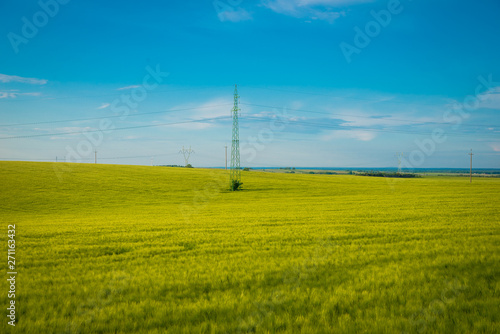 Green and yellow wheat field in spring season under blue sky, wide photo. With copy space