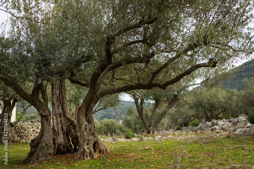 Olive grove and stone walls near the city of Cres