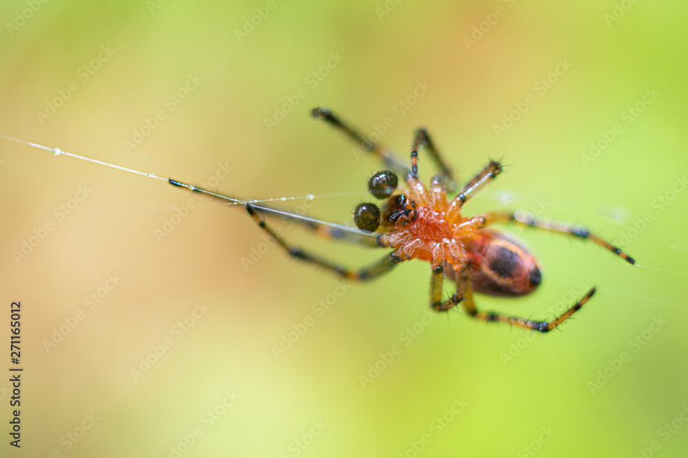 A dona aranha A dona aranha