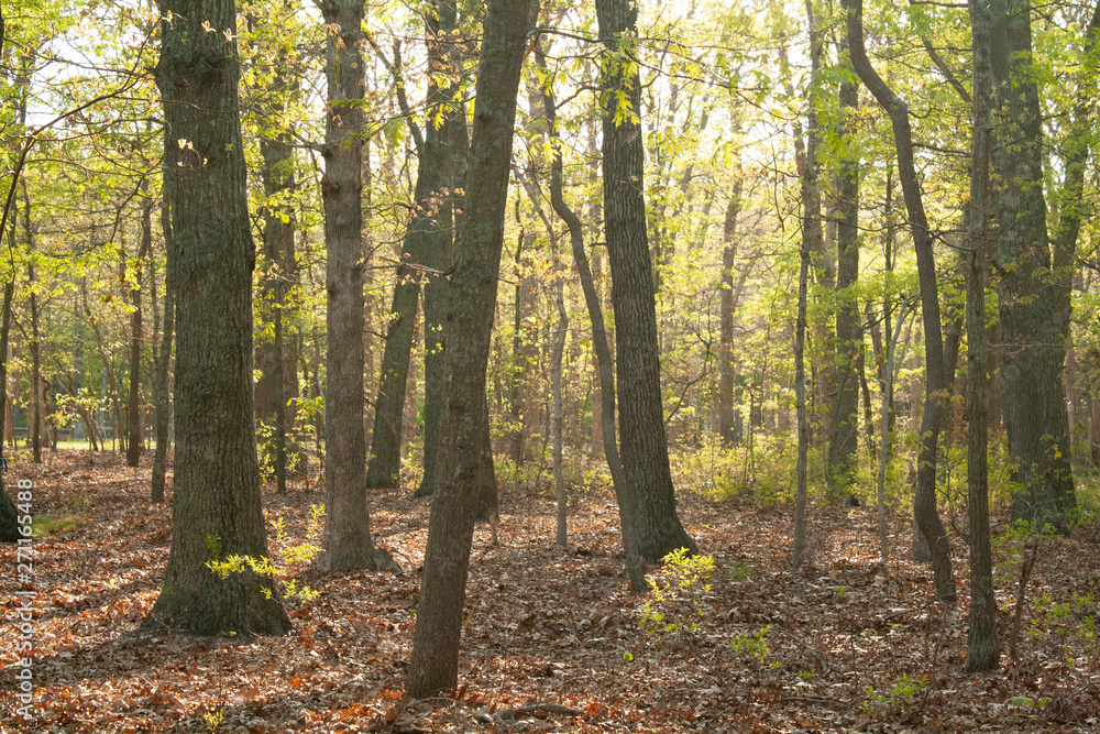 bright forest bright forest