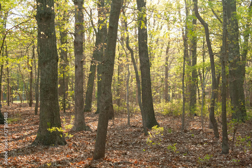 bright forest