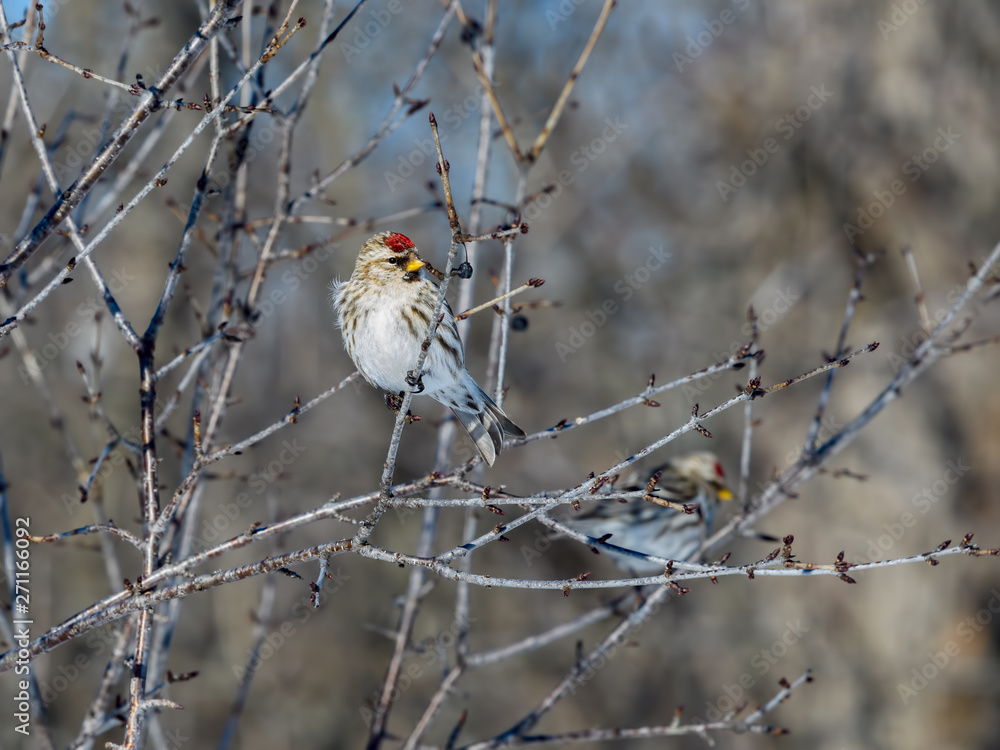 Fototapeta premium Common Redpoll Perched in Tree in Winter 