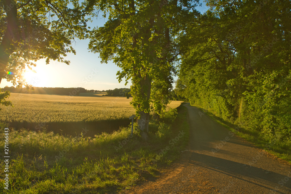 Naklejka premium chemin au crépuscule