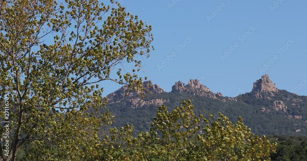 Static view across green, leafy trees blowing in breeze & Sardinia rocky mountain peaks along blue sky horizon. Static view across green, leafy trees blowing in breeze & Sardinia rocky mountain peaks along blue sky horizon.