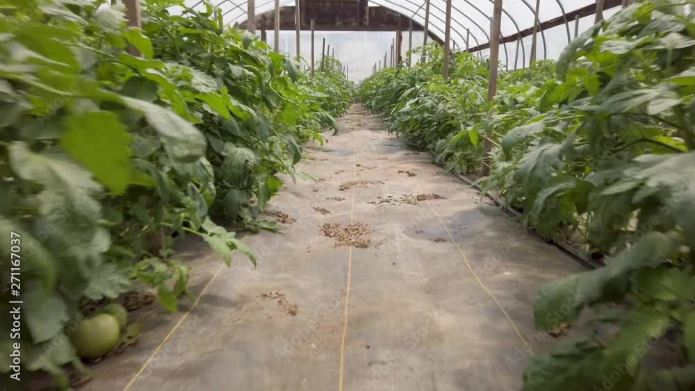 Camera dolly motion low at ground level through a greenhouse full of tomato plants. Camera dolly motion low at ground level through a greenhouse full of tomato plants.