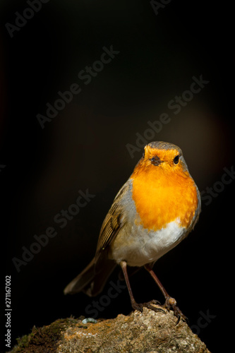 Cute little bird robin. Dark brown nature background.