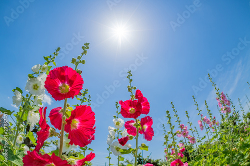 Konstfotografi タチアオイの花と初夏の青空　魚眼レンズ　広角