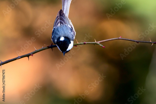 Nature and cute little bird. Natural habitat background. photo