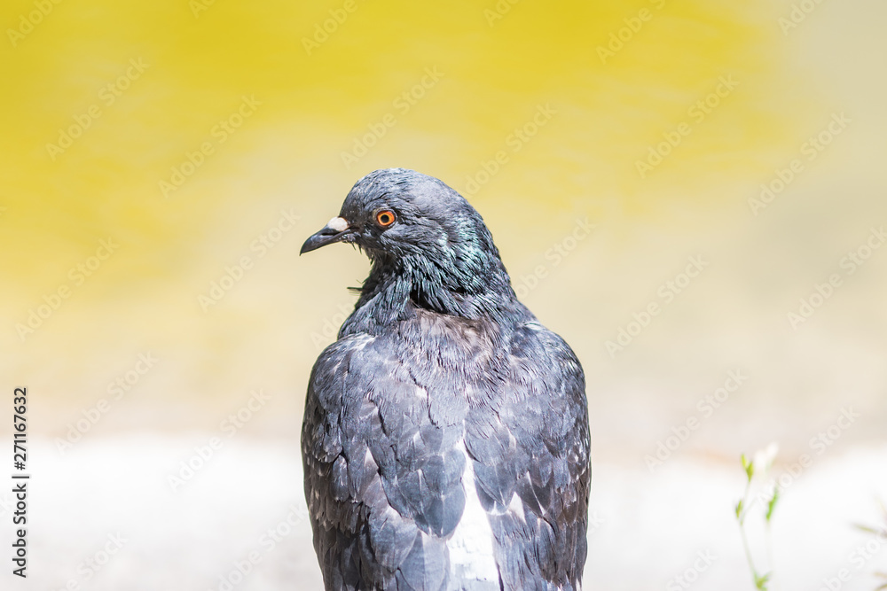 pigeon looking to the left on a yellow background pigeon looking to the left on a yellow background