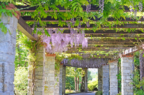 Leinwand Poster beautiful mature wisteria in full bloom growing over a grand solid brick and wooden pergola in may