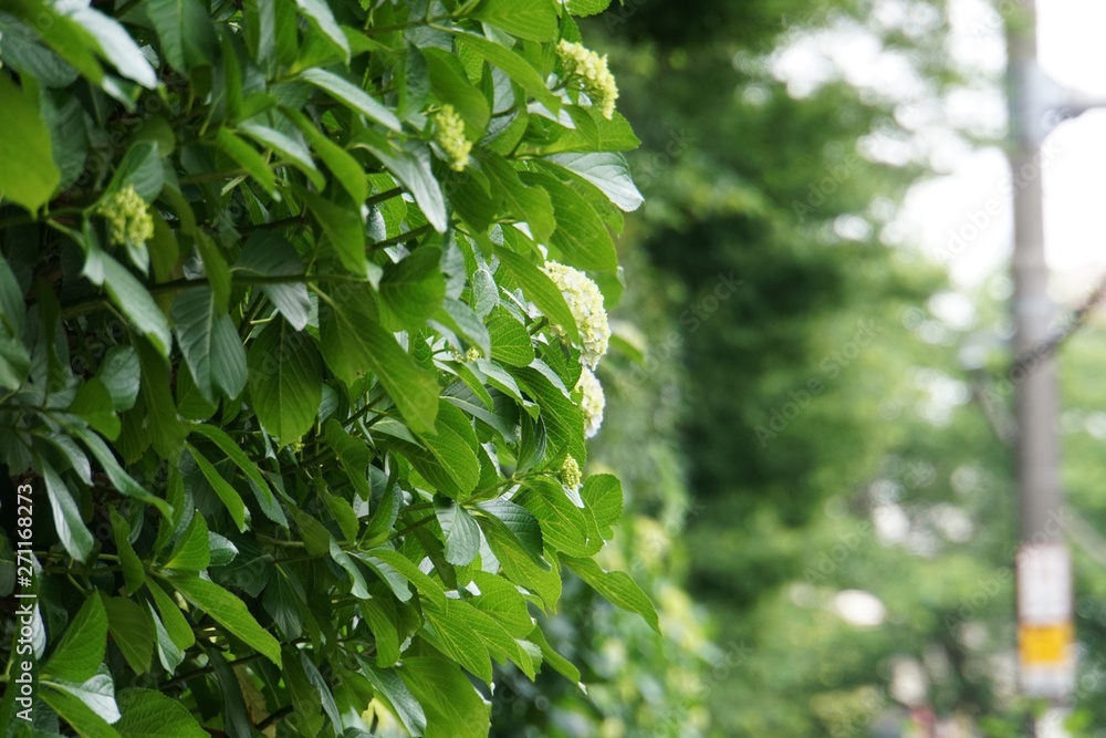 Obraz premium 紫陽花の小径