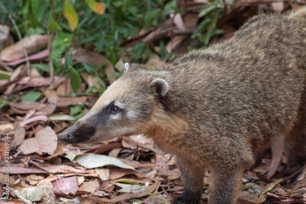 fauna autóctona en el sur de América fauna autóctona en el sur de América