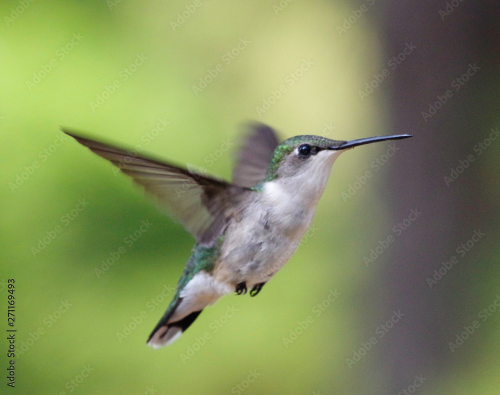 Fototapeta premium hummingbird