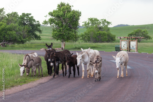 Donkey Family Walking in Road
