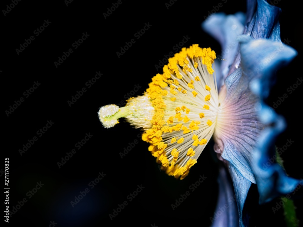 Himalayan blue Tibet Poppy Himalayan blue Tibet Poppy