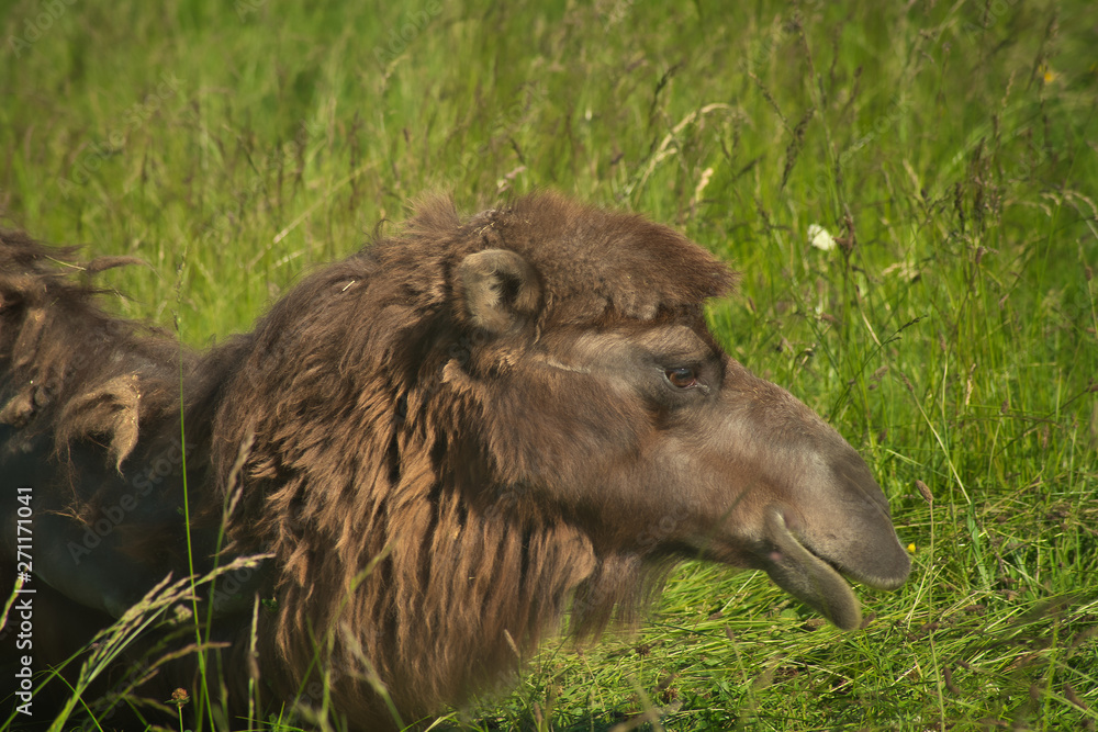 Obraz premium Portrait de chameau