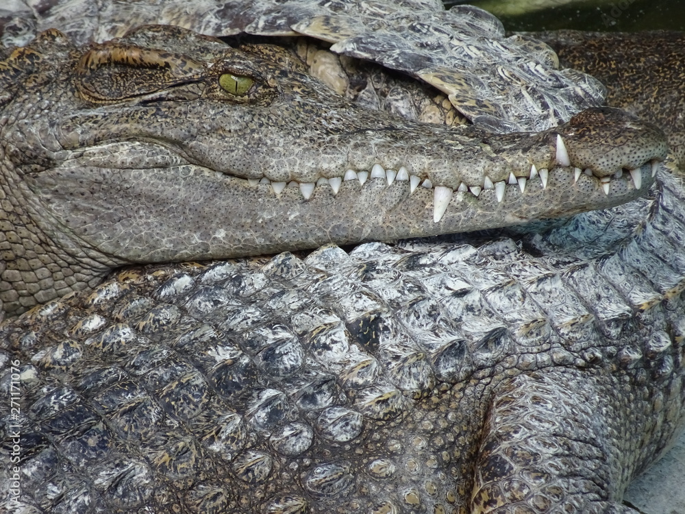 Fototapeta premium Crocodiles - Thaîlande