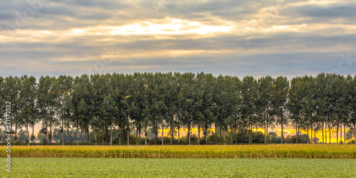 Traditional windbreak lane in the Netherlands photo