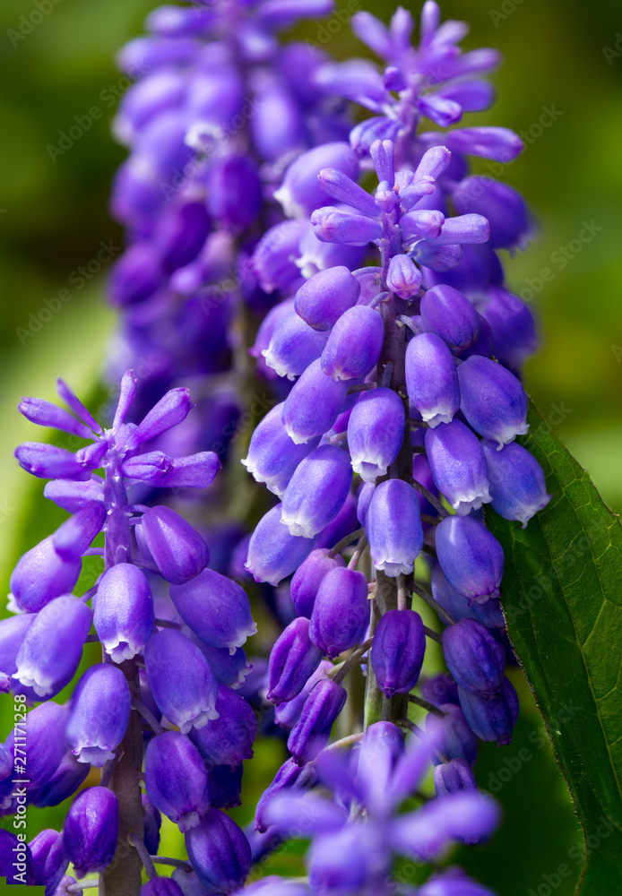 A close up of grape hyacinths blossoms with a blurred green background